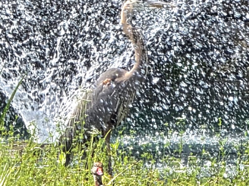 Great blue heron cools off in Ocala pond