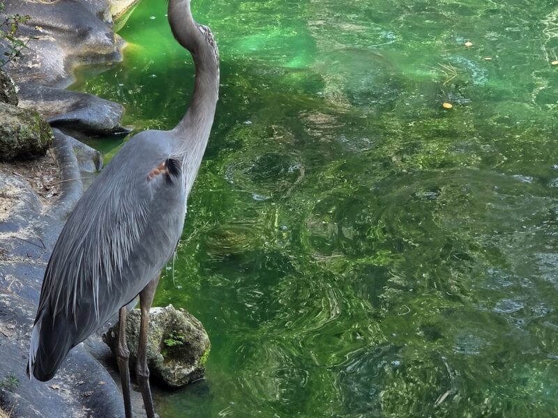 Great blue heron pondering by pond at Sholom Park