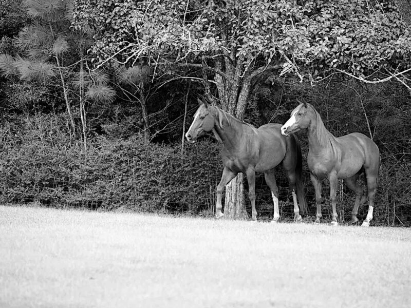 Horse farm horses - default