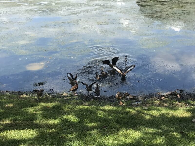 Moorhens at Lake Sparkle in Silver Springs Shores