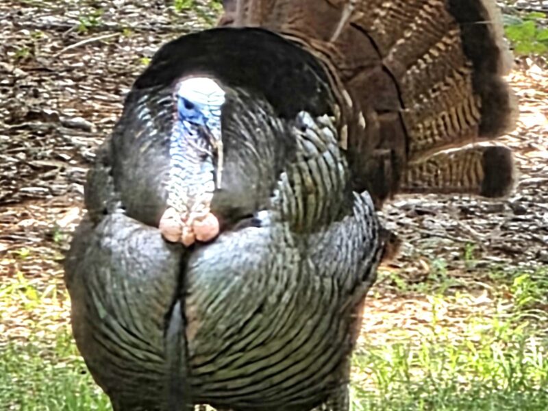 Wild turkey on display at Sholom Park