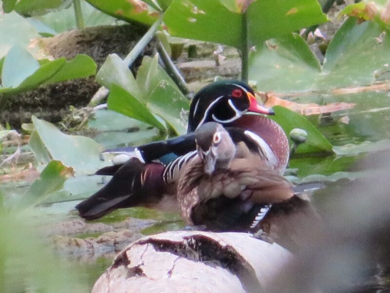 Wood ducks swimming on Swamp Trail at Silver Springs State Park