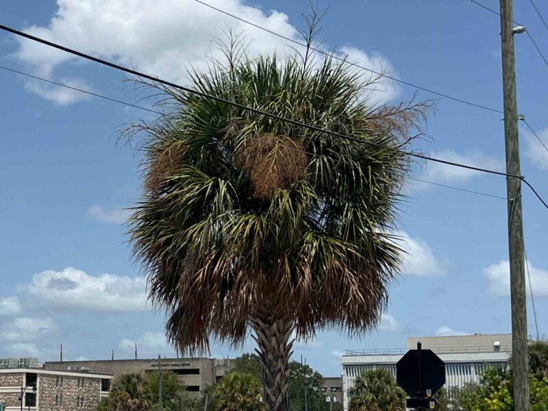 This dead palm tree is one of dozens that an Ocala resident says needs to be removed to prevent a harmful disease from spreading.