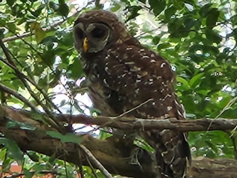 Barred owl visiting new resident in Dunnellon