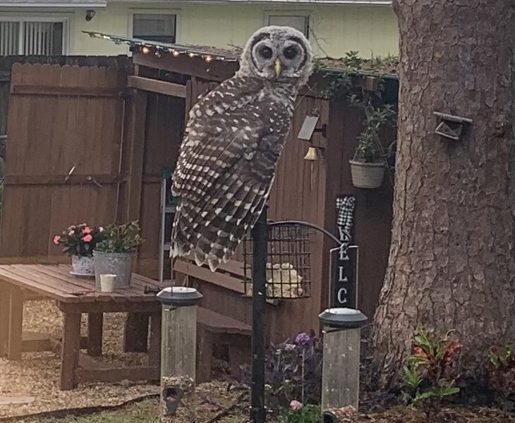 Barred owlet perched in Ocala backyard
