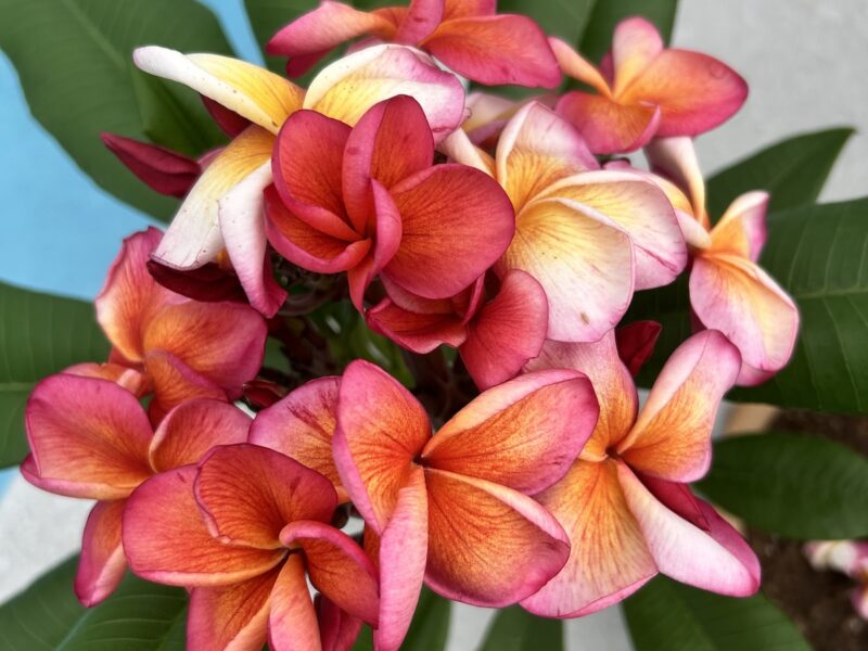 Beautiful plumeria in bloom in Ocala