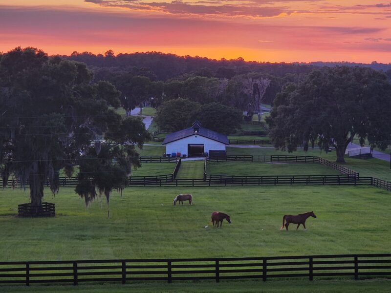 Beautiful sunset over Persaud Legacy Farms in Reddick