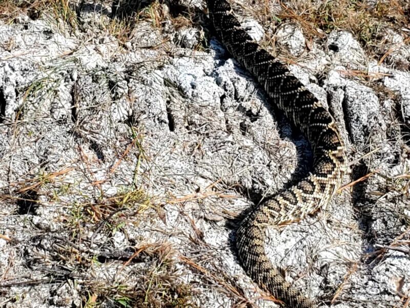 Eastern diamondback rattlesnake at Price's Scrub State Park