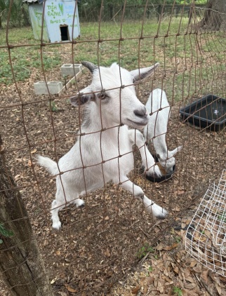 Hank is one of the goats at O'Connell's property
