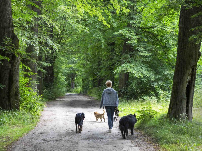 Woman walking with three dogs on dirty country road