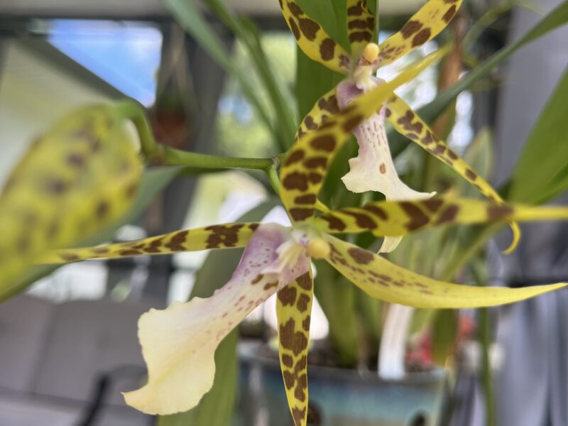 Orchid blooming in Dunnellon