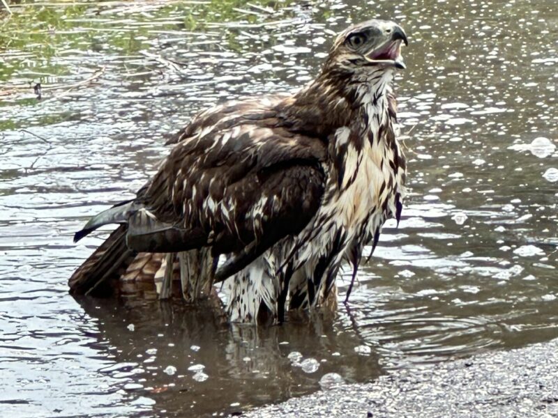 Red-tailed hawk bathing in Belleview rain puddle