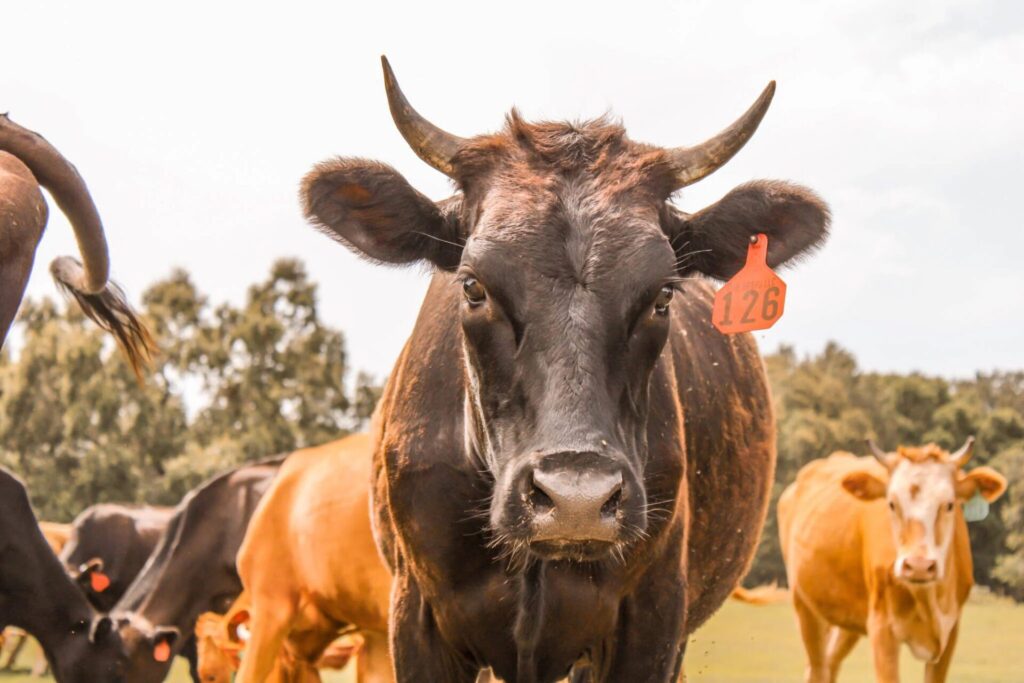 Strong, Jessmer, and Sovercool are all first generation ranchers