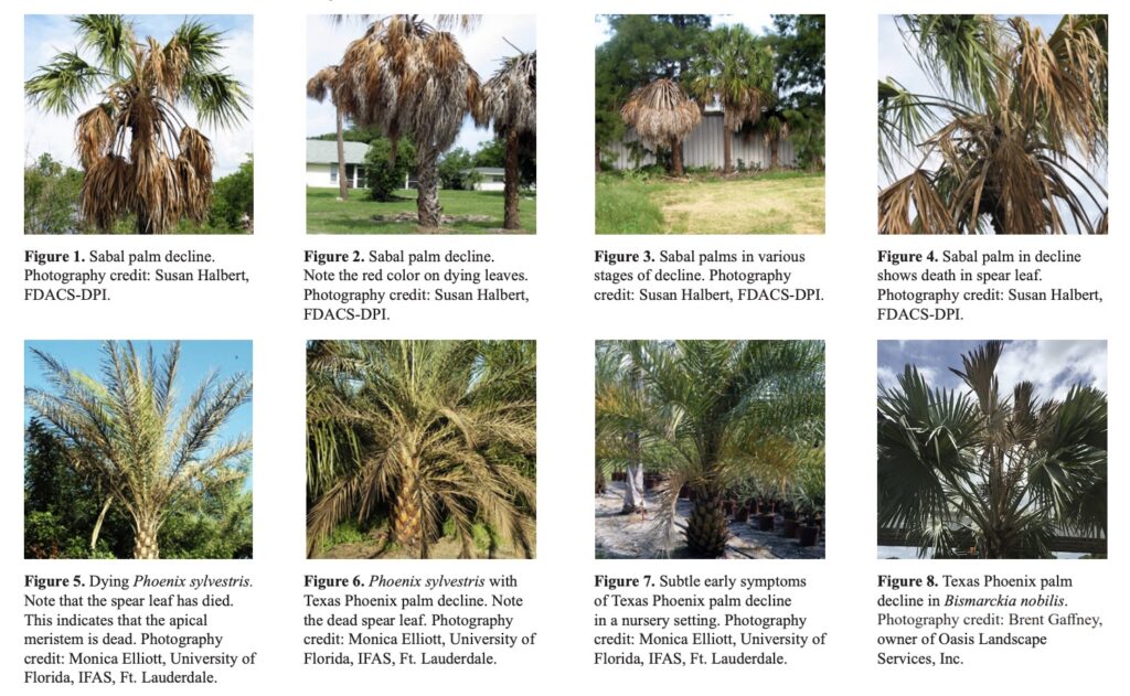 Texas Phoenix palm decline as exhibited in multiple palm trees across the state of Florida.