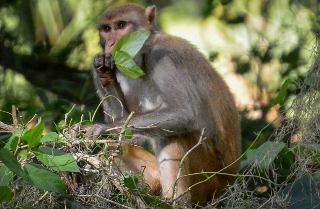 Another monkey spotted by Luis Gonzalez at Silver Springs State Park