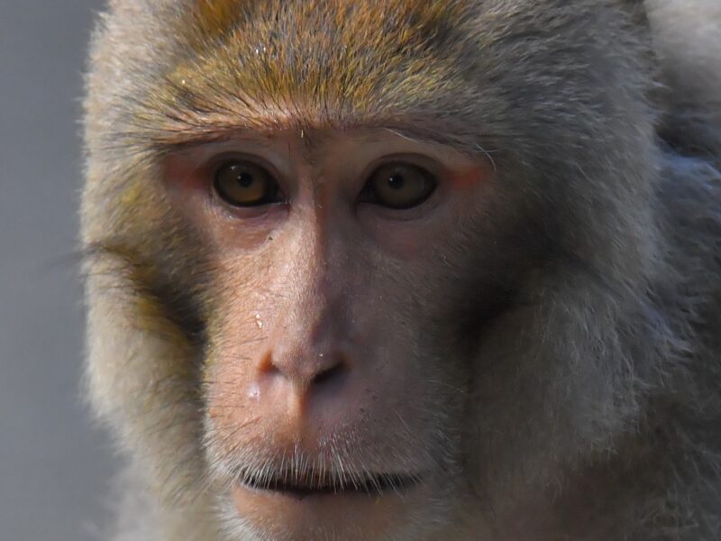 Close-up of rhesus macaque monkey at Silver Springs State Park