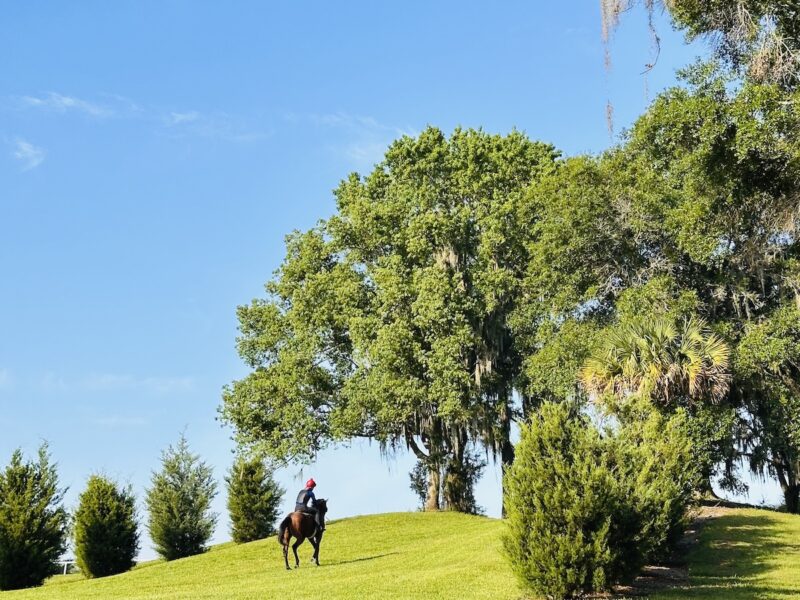 Green pastures at Thoroughbred Horse Ranch in Ocala