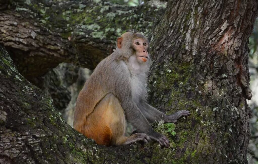 Luis Gonzalez shared this great photo of a monkey in Silver Springs 1