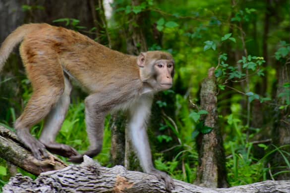 Monkey at Silver Springs State Park as captured by @needlegrassfl 2