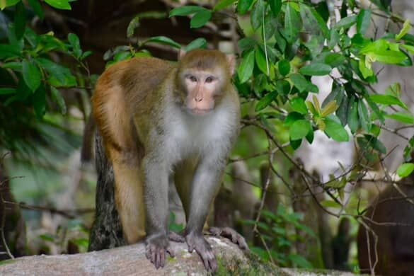 Monkey at Silver Springs State Park as captured by @needlegrassfl