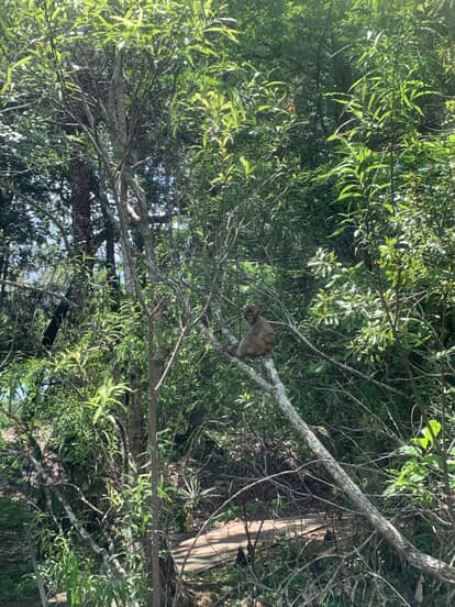 Monkeys as seen by Justin 1