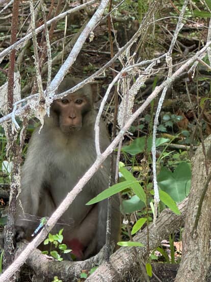 Monkeys as seen by Justin 2