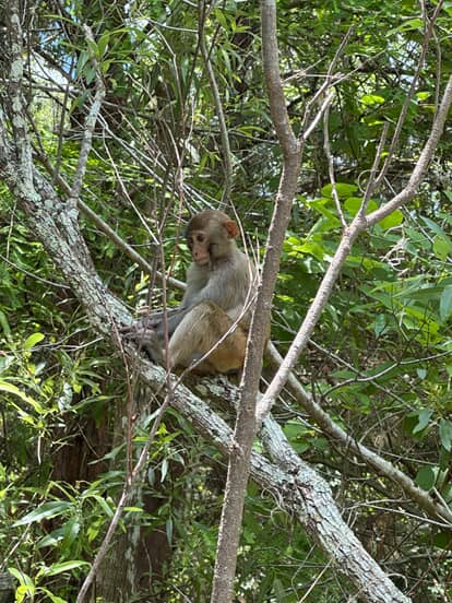 Monkeys as seen by Justin
