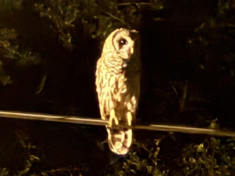 Barred owl perched on power line in NW Ocala