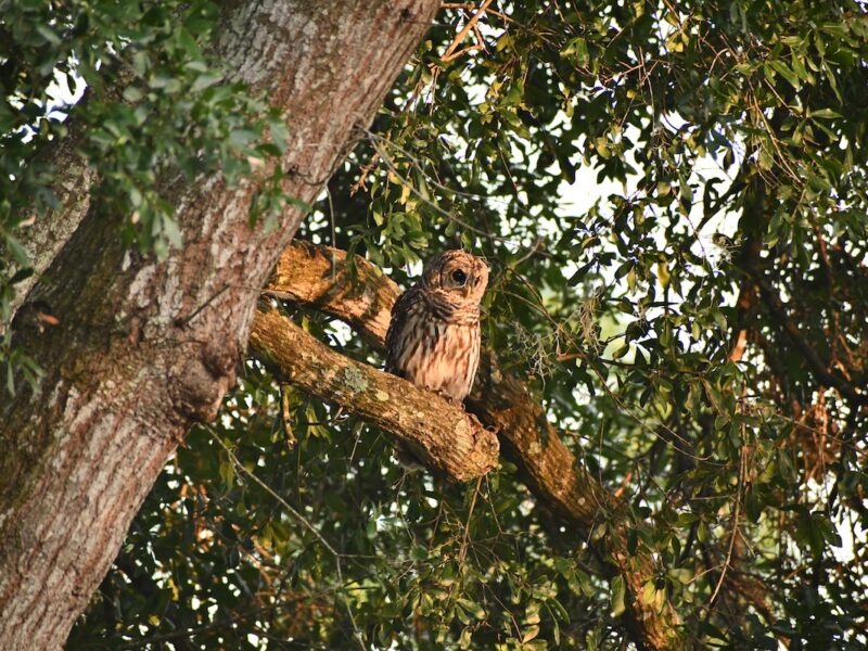 Barred owls in Belleview oak tree
