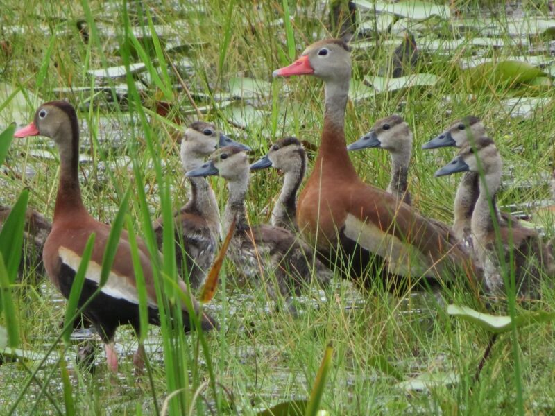 Black-bellied whistling duck family near Lake Amethyst in Silver Springs Shores