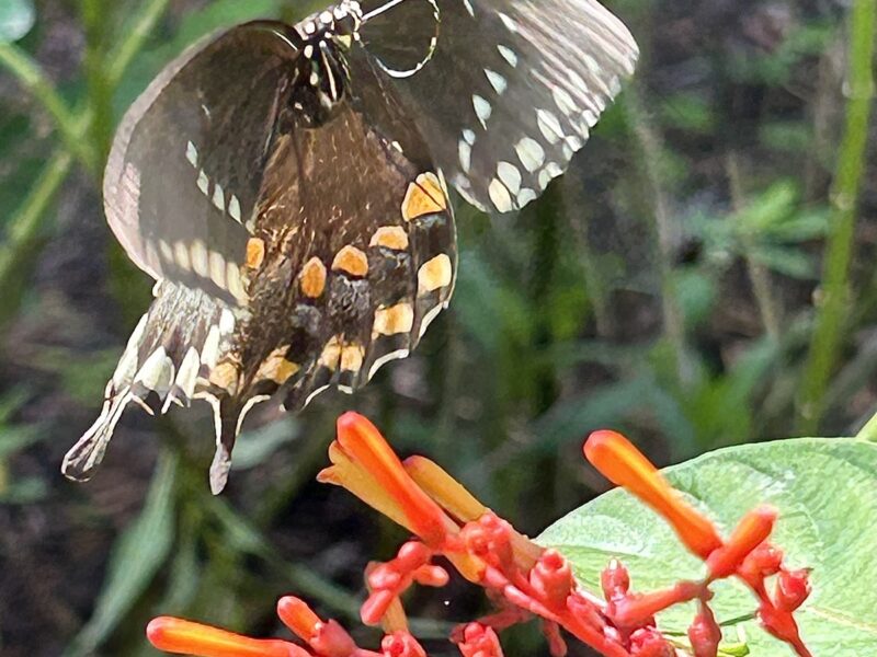 Butterfly at M.O.M.S. Park in Ocala