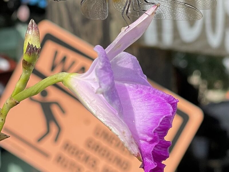 Dragonfly just hanging around Laly Acres Nursery in Ocala