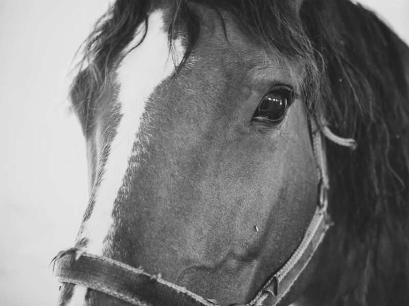 close up portrait of beautiful brown horse face with white spot and blue bridal