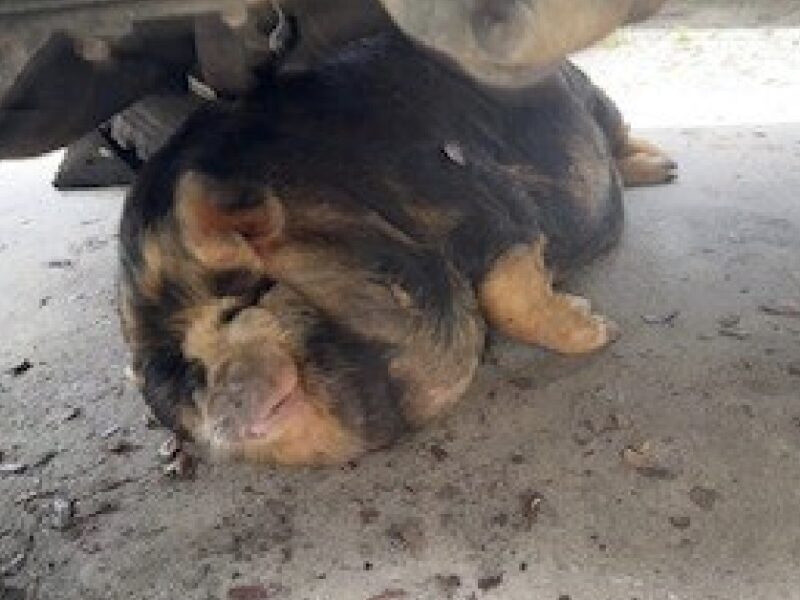 A homeowner is hoping to keep Leo, her pot-bellied pig, at her property despite her neighbor's complaint.