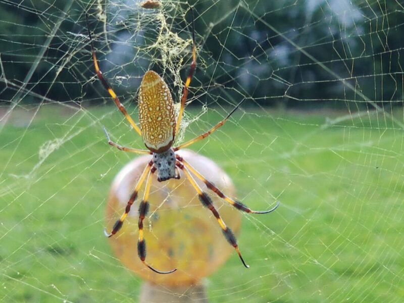 Banana spider in Ocala’s Glynwood neighborhood