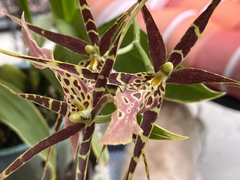 Exotic orchid blooming in Dunnellon