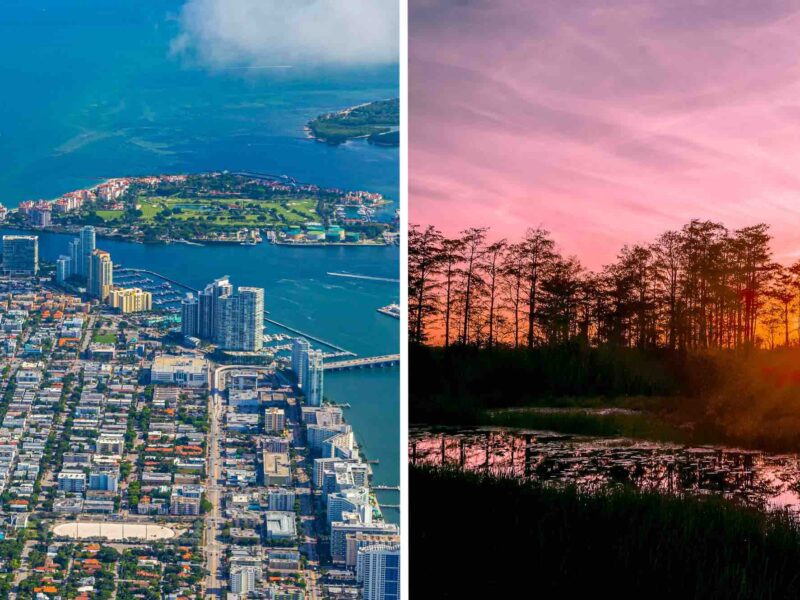 Miami and Florida forest