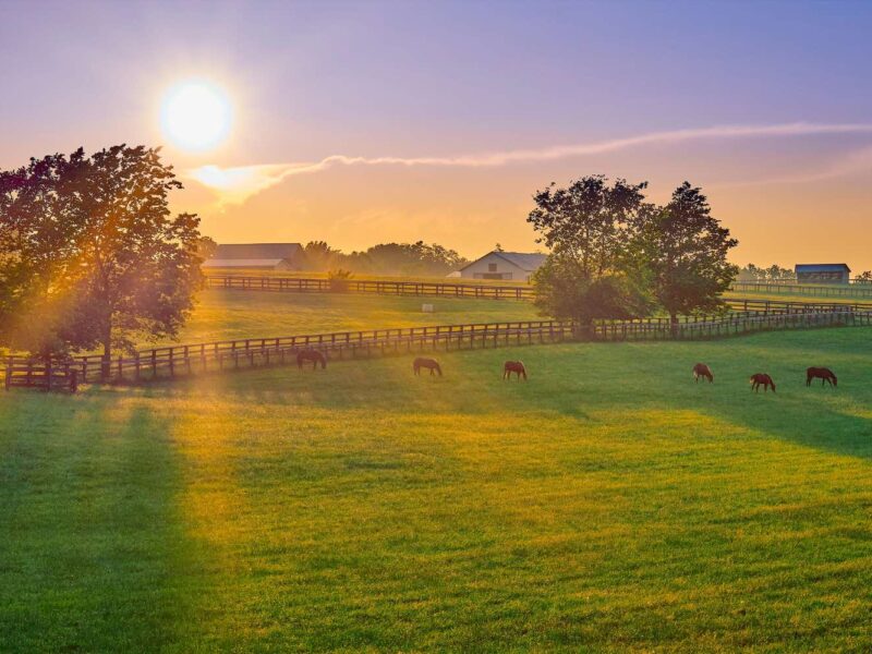 Thoroughbred horses grazing at sunset in a field.