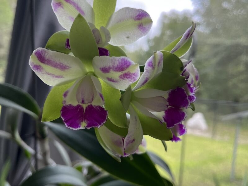 Cattleya orchid blooming in Dunnellon