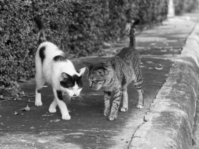 Feral cats