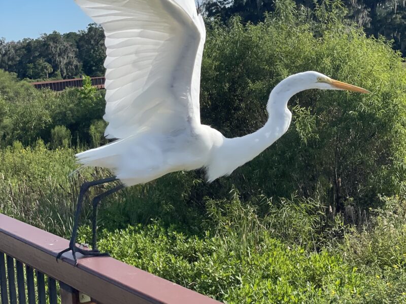 Great egret at Ocala Wetland Recharge Park