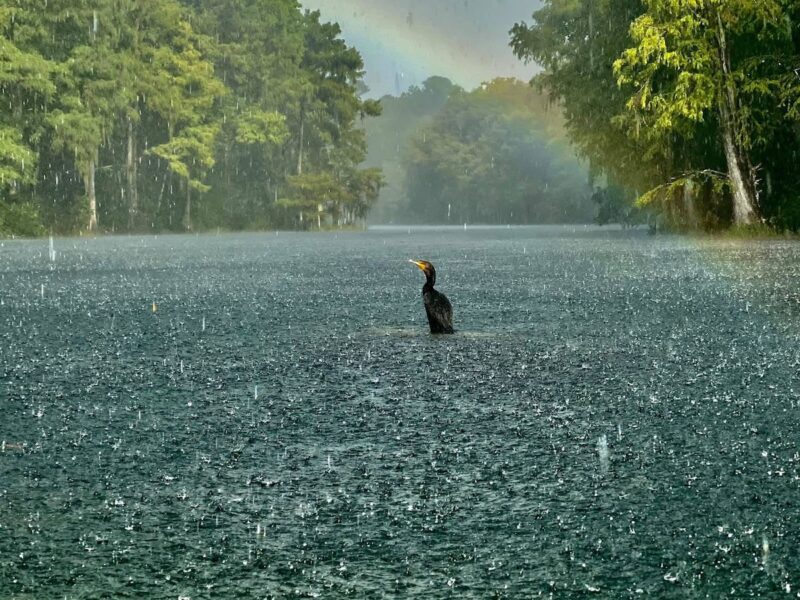 Rainbow over the Rainbow River