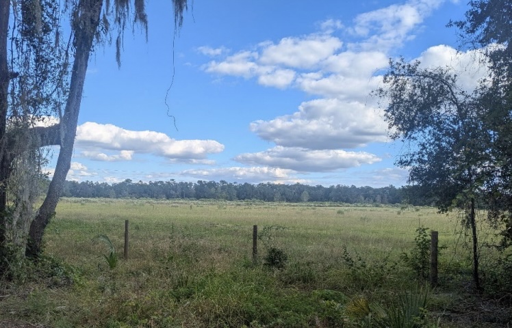 A view of the site for the proposed development in Dunnellon