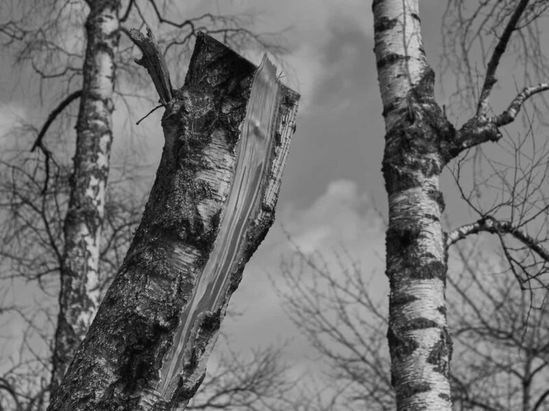 Broken tree