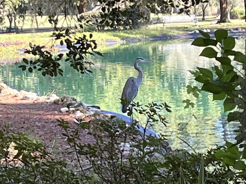 Great blue heron at Sholom Park