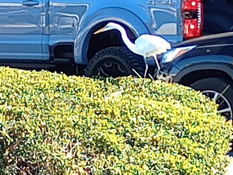 Great egret Black Friday shopping at Hobby Lobby