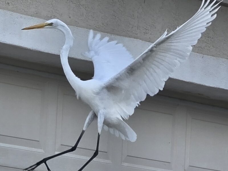 Great egret taking flight at Heath Brook Hills in Ocala