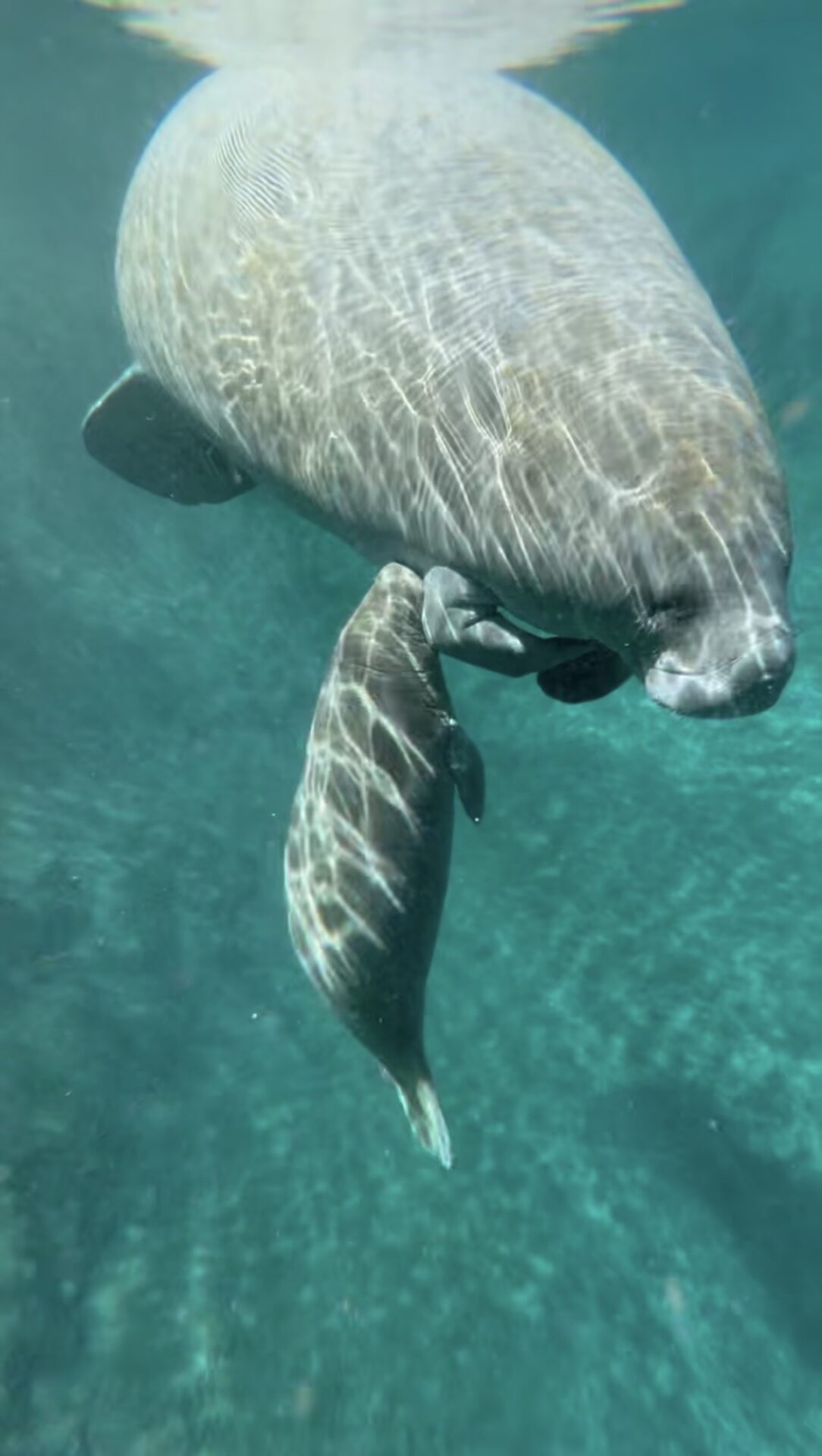 Manatee and baby on the Silver River Manatee and baby on the Silver River