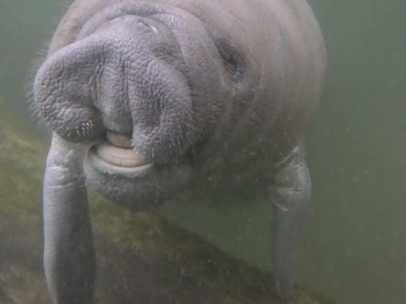 Manatee calf smiling at Silver Springs State Park