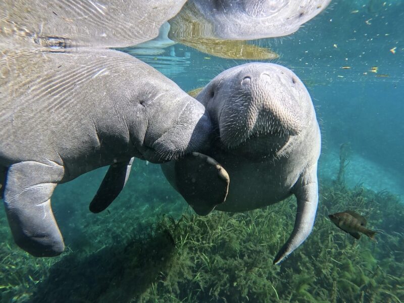 Manatees kissing on the Silver River